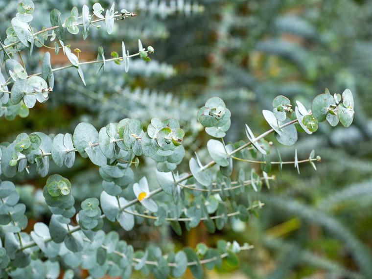 Rounded silver-blue juvenile eucalypt leaves along a pale stem
