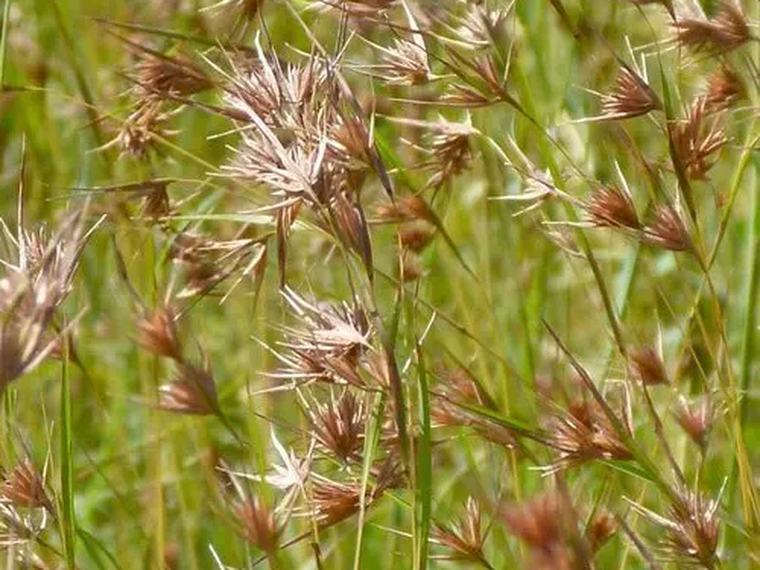 Rusty red kangaroo grass seed heads catching the light in a drift of green